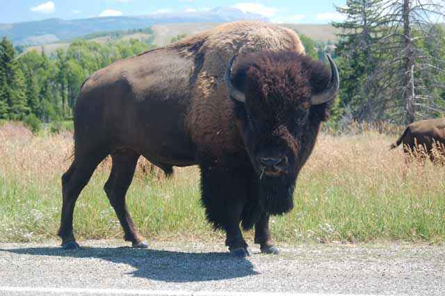 bison stare, Teton Natl Park